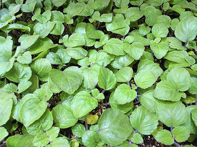 �����ز�