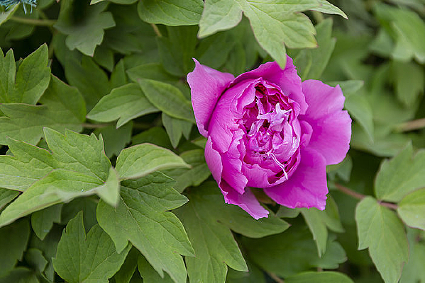 ĵ������д