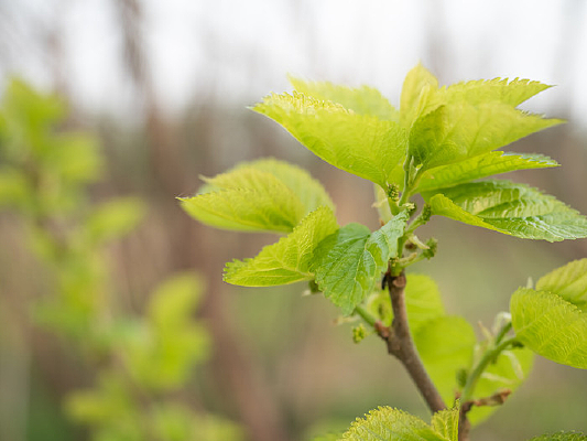 ɣ�����ķ�ѿ����