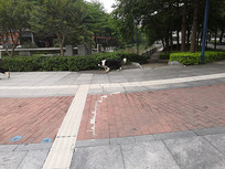 ɢ����һֻ����Ȯ