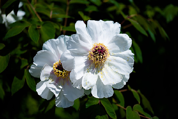 �����ɫ��ĵ����