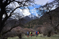 ����ѩɽ�µ�ԭʼɭ��