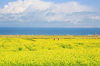 �����ຣ���Ͳ˻�����