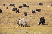 ������ţȺ