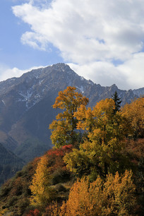 ����ɽ��