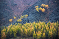 ��ɫ��Ҷ��ɽ��