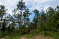 ��ɫ��ï�ܵ�������