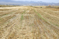 �����ո��Ĳݸ�