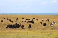 �ຣ������ţȺ