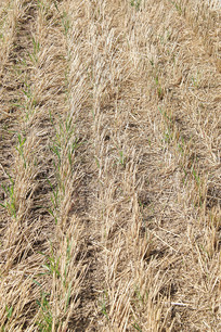 �ո���ũ��