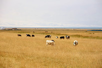 ѩ���ԭ��ɫ����