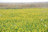 �Ͳ˻���԰Ʈѩ