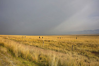 ��ԭ�ݳ��羰