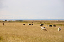 �ຣ��������ţȺ��Ӱ