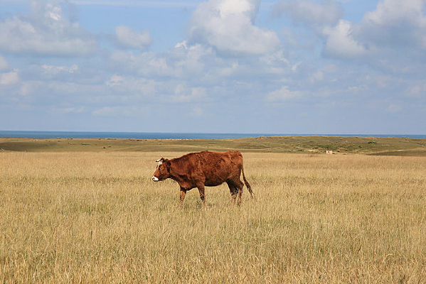 ���������Ļ�ţ