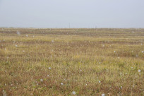 ��ѩ�������ԭ