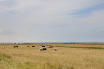 ѩ���ԭ����