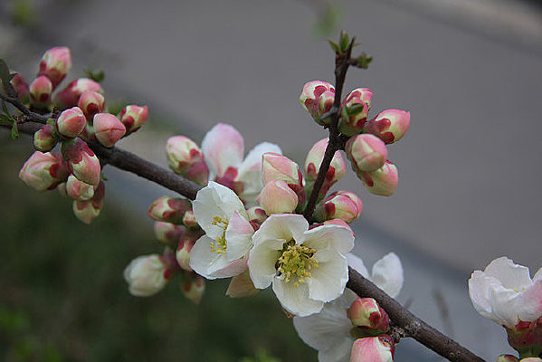 һ�����Ļ�