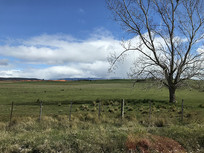 ���޲�ԭֲ��