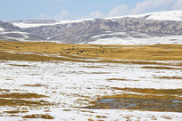 ��ԭ����ѩ��