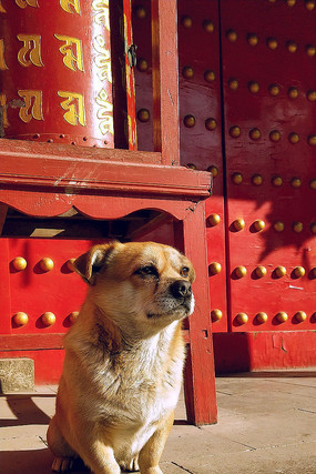 ������Ĺ�