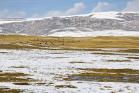 ����ɽѩɽ�ݵ� 