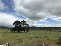 ɽ�������Ĳݳ�