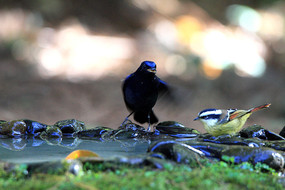 �����Ĵ����l