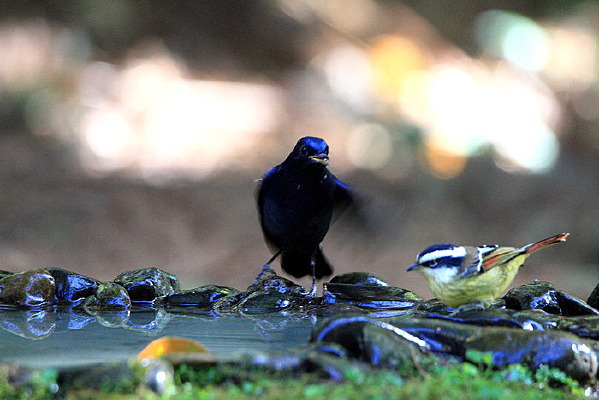 �����Ĵ����l