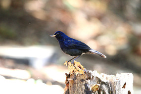 ���������İ�β�����