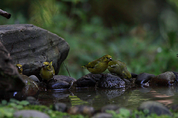 ˮ�����еĲػ�ȸ