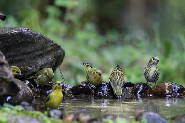 ˮ�����еĲػ�ȸ