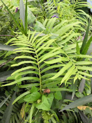 ����ëާ��Ҷ