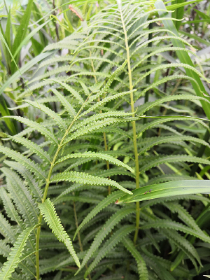 ����ëާ��Ҷ���� 