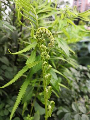  ����ëާ��Ҷ���� 