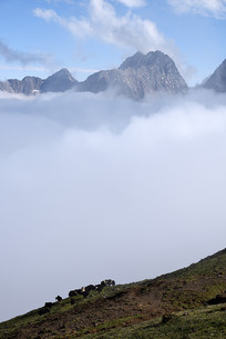 �Ŷ���ɽ���ƺ���Զɽ