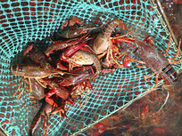 ����С��Ϻ