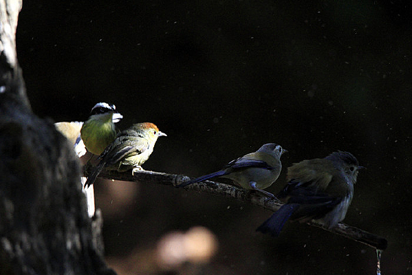 ��˫������ϣ��