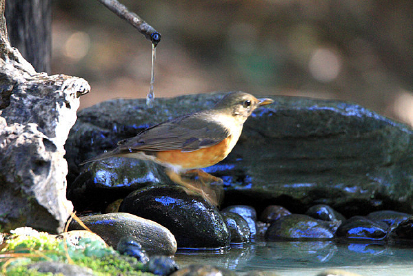 �����ĺ���� 