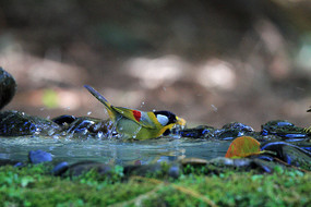 ������������˼��