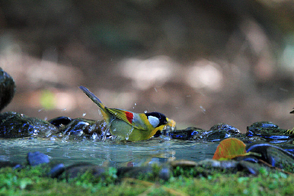 ������������˼��