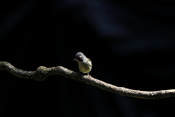 �����ͨ��ȸ