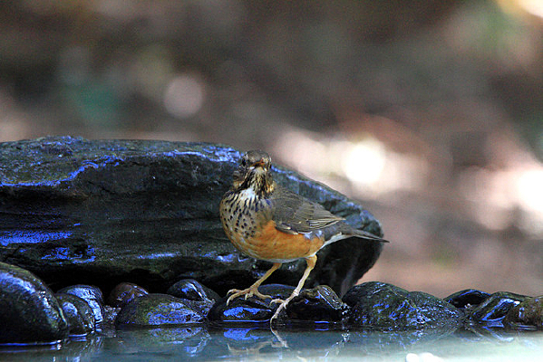 ����ĺ���� 