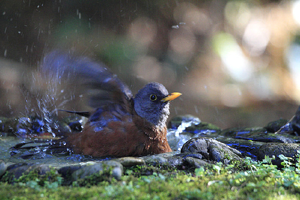 ���鶶���Ļ�ͷ�