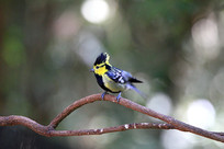 �����ĻƼ�ɽȸ