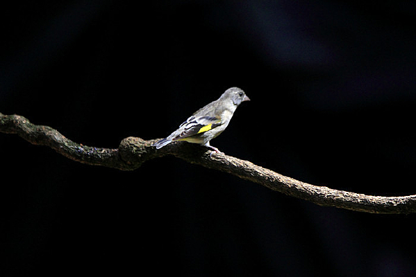 ��������ͨ��ȸ