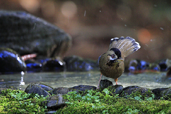 ̽���Ļҳ�����