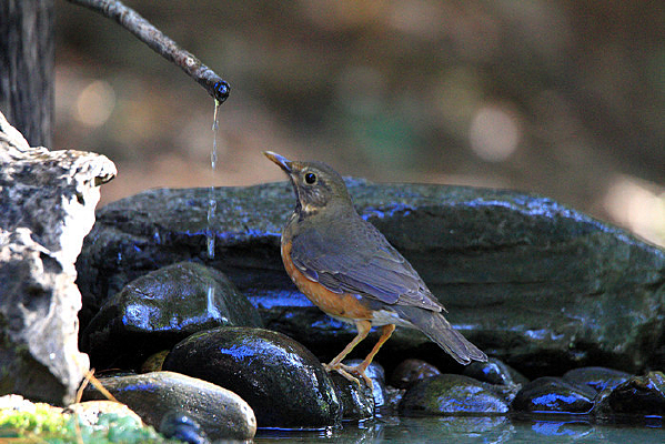 Ϫˮ�ߵĺ���� 