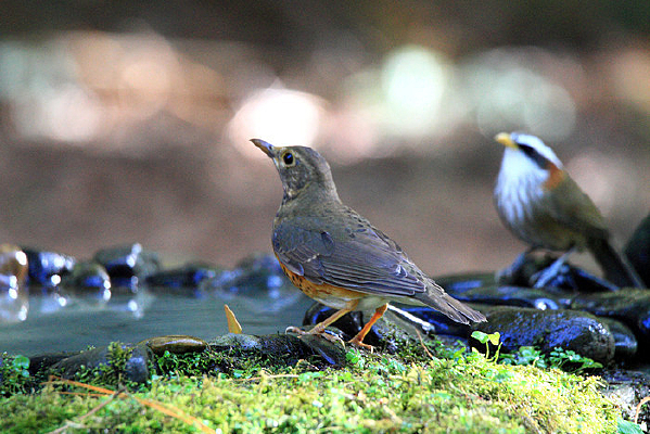 �����ĺ���� 