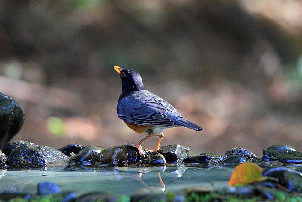 ���ɵĺ���� 